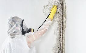 Best Comprehensive Air Testing for Mold Contaminants  in Elburn, IL